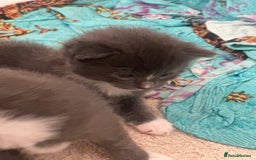 British Shorthair cats for sale: British short hair cross kittens - Image 5