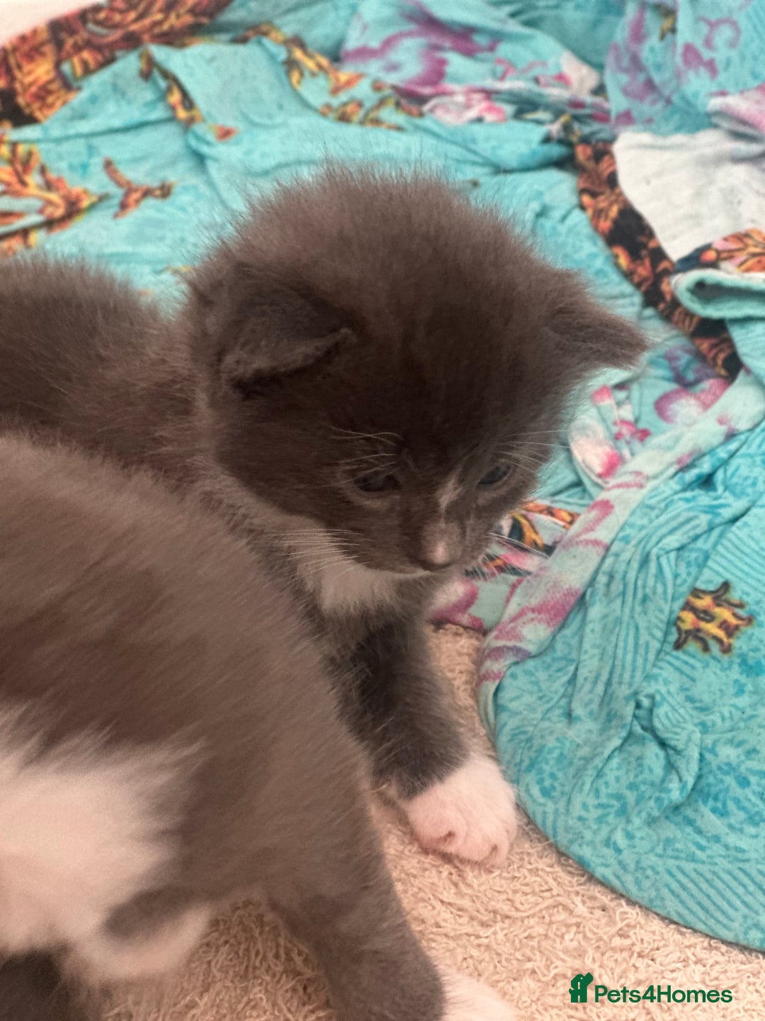 British Shorthair cats for sale: British short hair cross kittens - Image 5