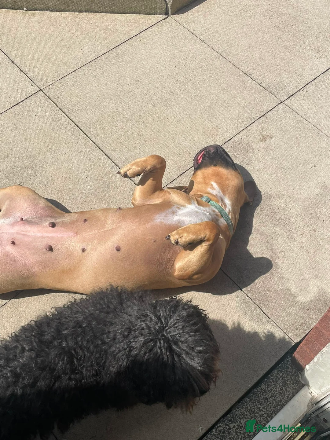 Mixed Breed dogs for sale: Young female staffy bully cross for new home  - Advert 2