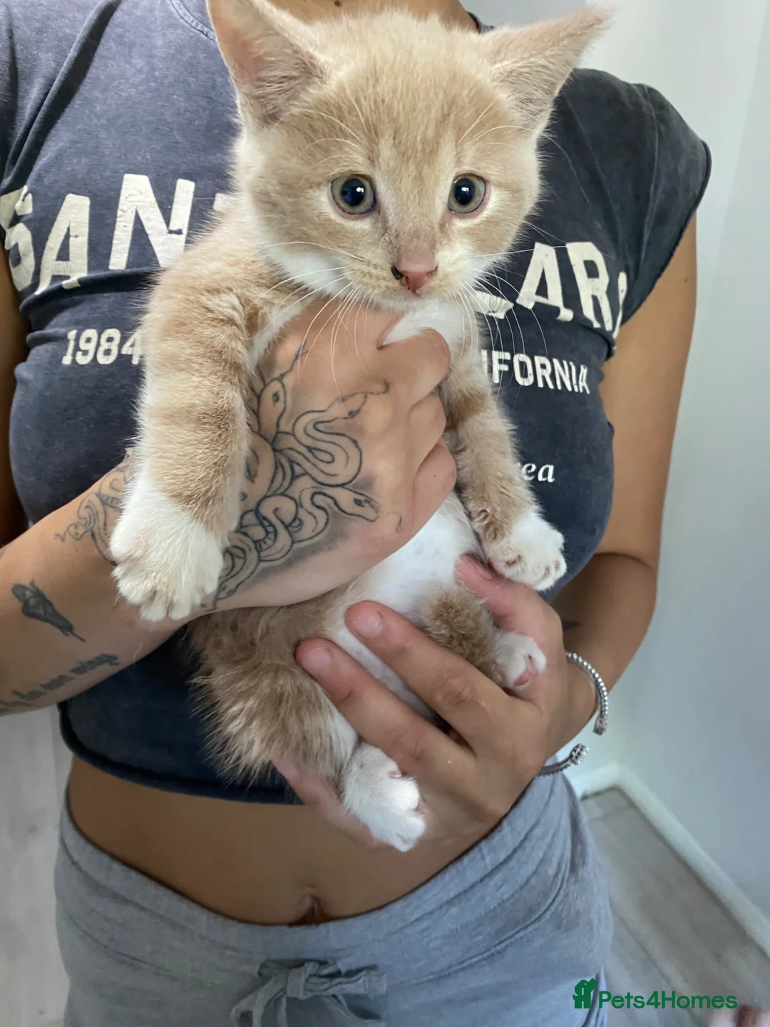 Russian Blue cats for sale: Beautiful litter of Mixed Russian blue kittens - Advert 2