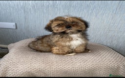 Shih Tzu dogs for sale: Shih tzu boy - Image 2
