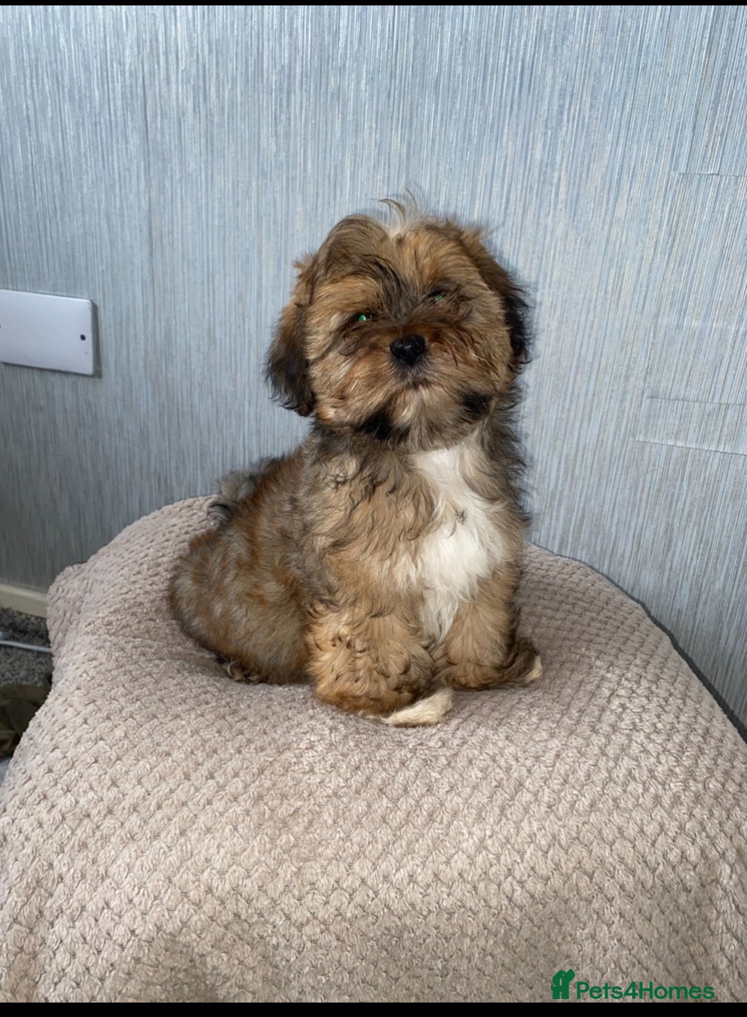 Shih Tzu dogs for sale: Shih tzu boy - Image 2