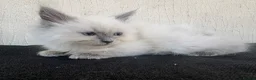 Ragdoll cats for sale: Pure ragdoll kittens  - Advert 4