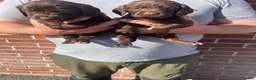 Cocker Spaniel dogs for sale: DNA tested cocker spaniels - Advert 2