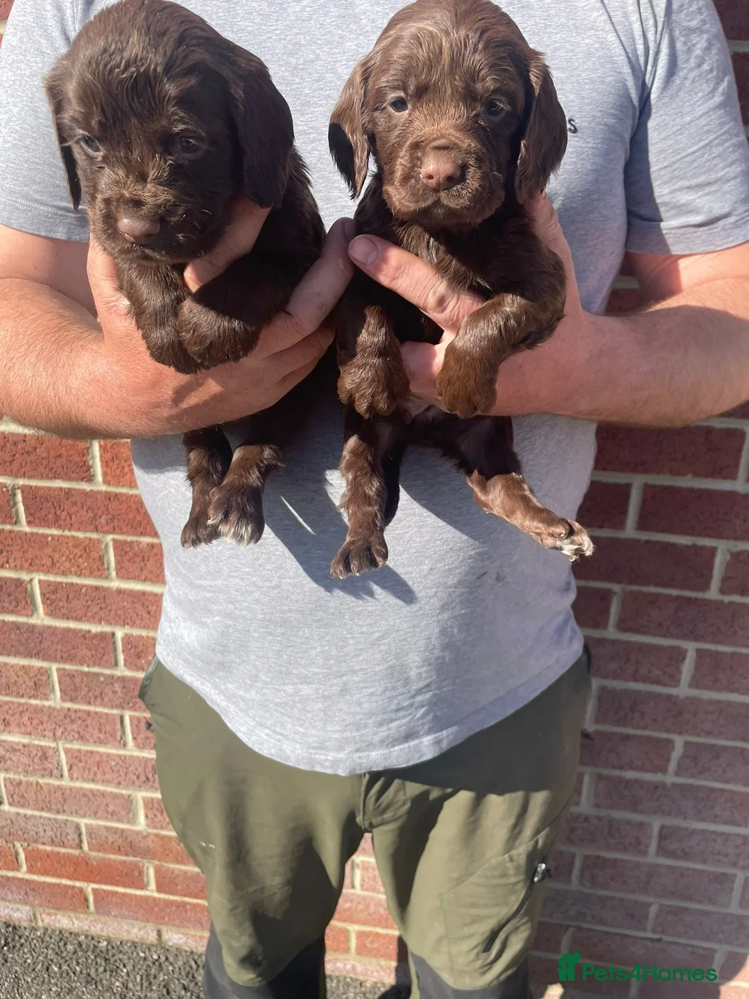 Cocker Spaniel dogs for sale: DNA tested cocker spaniels - Advert 2