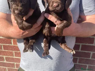 Cocker Spaniel dogs DNA tested cocker spaniels - Advert 5