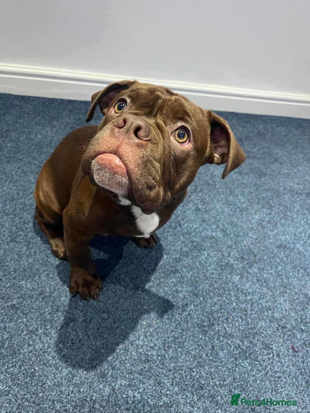 Olde English Bulldogge dogs for sale: NEBBR registered Olde English bulldogge - Advert 3