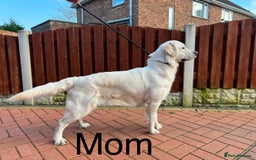 Golden Retriever dogs for sale: Adorable Golden Retriever Puppies  - Image 10