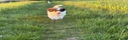 Miniature Poodle dogs for sale: Beautiful parti miniature poodle - Advert 3