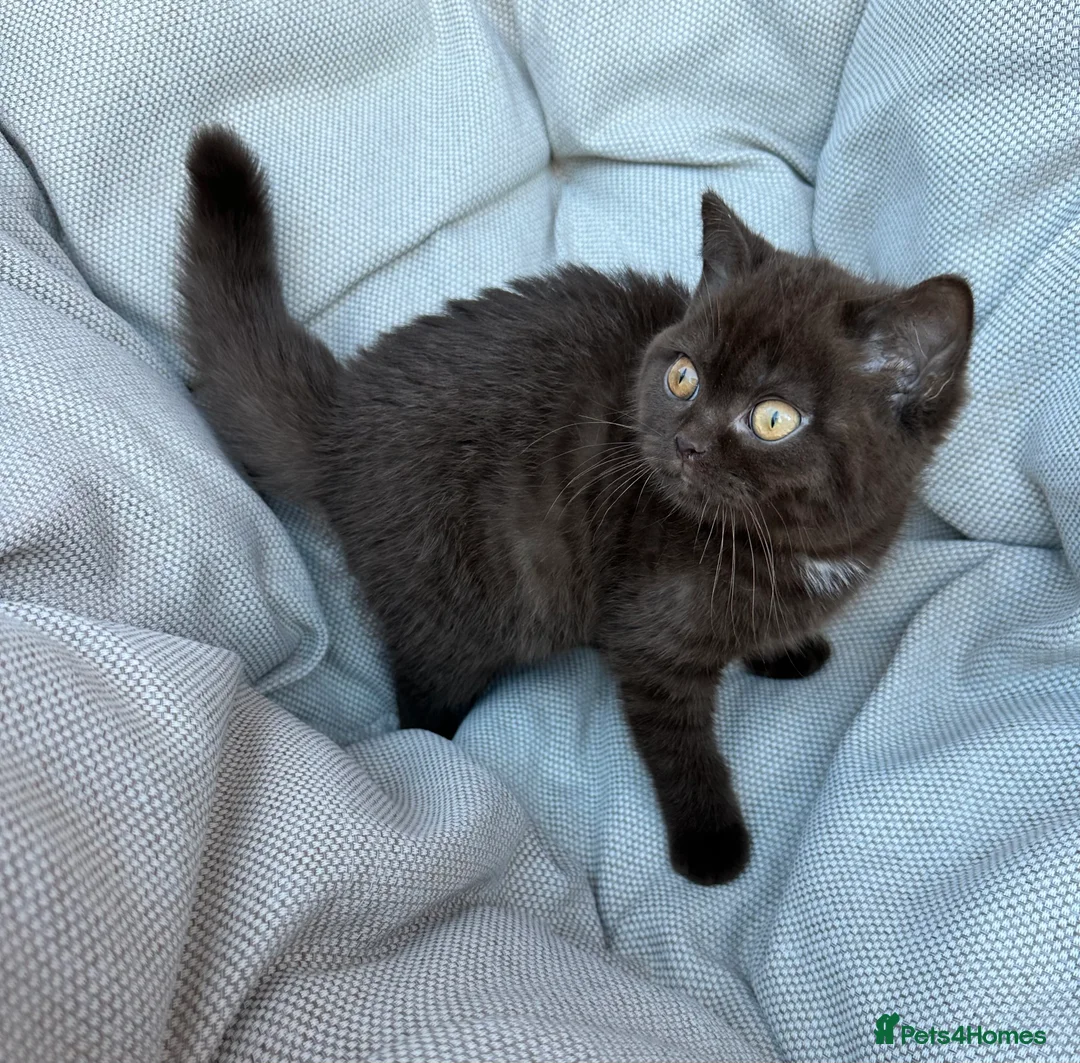 British Shorthair cats for sale: British Shorthair Chunky Chocolate Kittens🐻 - Advert 18