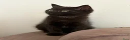 Mixed Breed cats for sale: Beautiful black kittens  in Wisbech - Advert 5