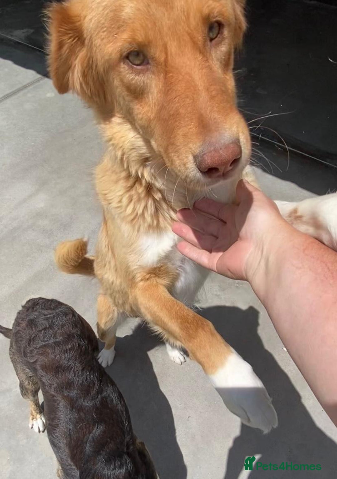 Mixed Breed dogs for adoption: Brambling, 1.5 yrs old. Available for adoption. in Brixham - Image 4