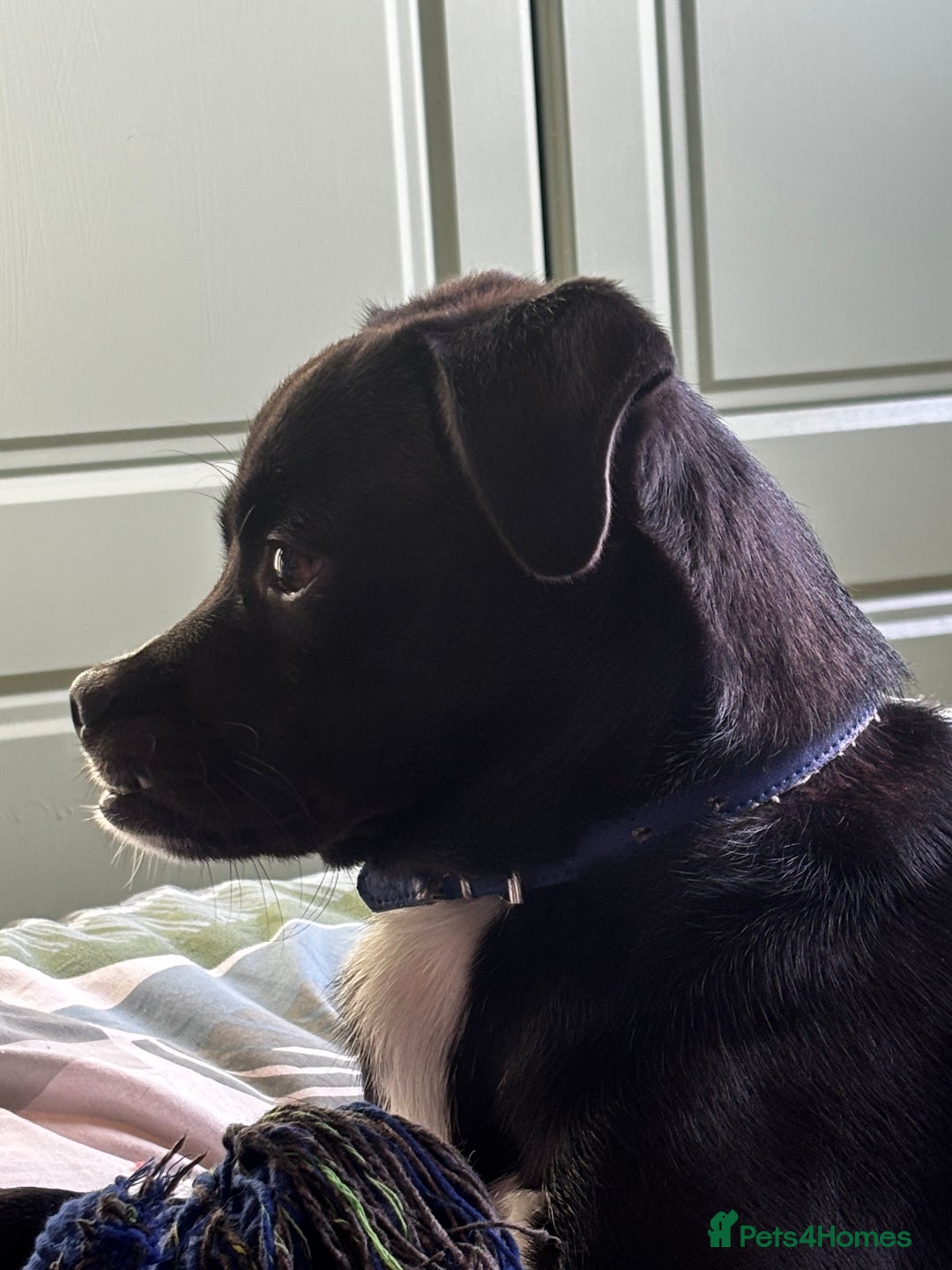 Mixed Breed dogs for sale: Milo the Pug X Collie  - Image 8