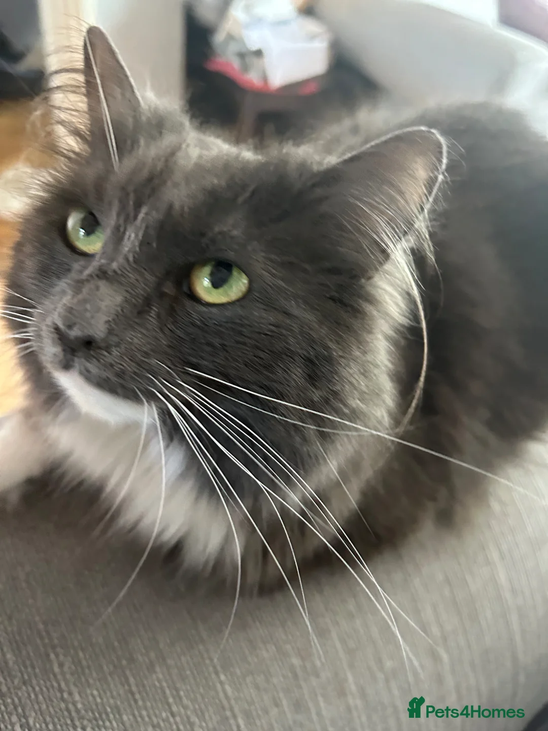 Mixed Breed cats for sale: 7 year old grey cat  in Uttoxeter - Advert 4