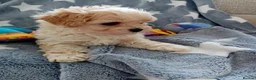 Maltipoo dogs for sale: Golden Maltipoo puppy's  in Manchester - Advert 11