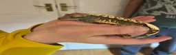 Gecko reptiles for sale: Crested Gecko in Wakefield - Advert 3