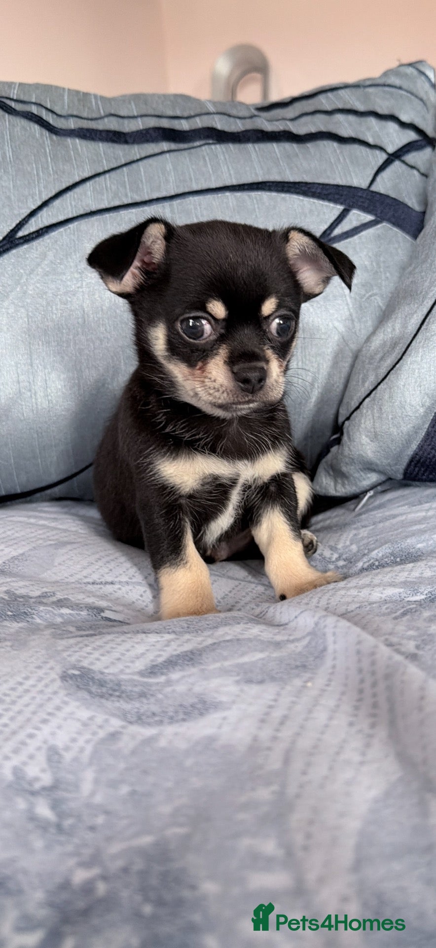 Chihuahua dogs Chihuahua boys  - Advert 1