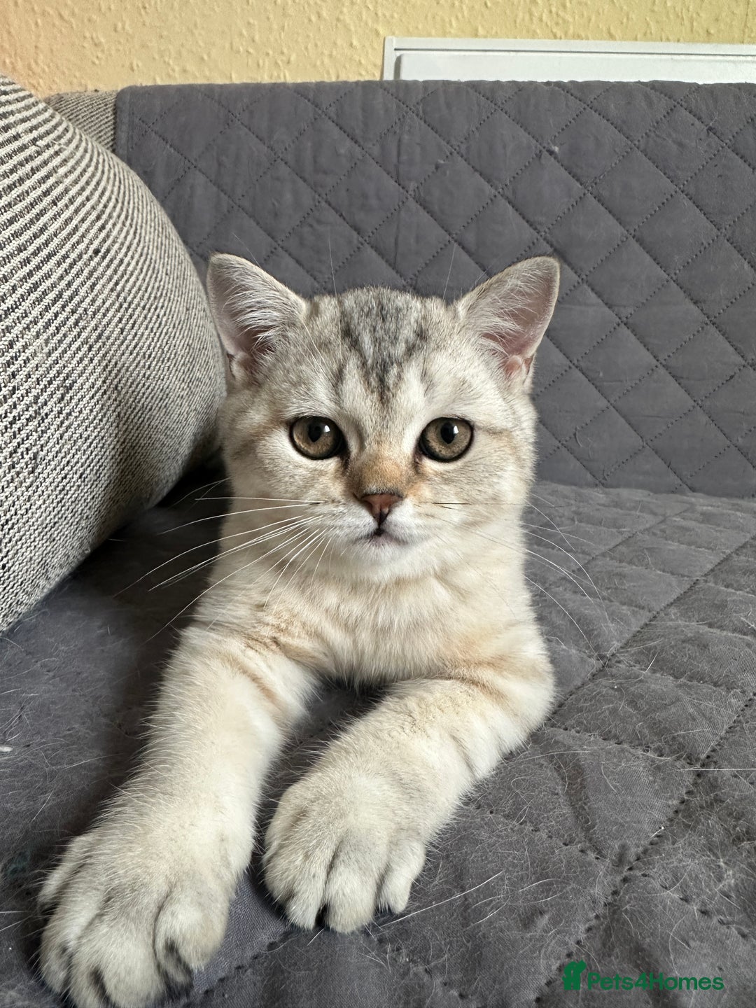 British Shorthair cats for sale: Stunning British Shorthair Kittens & adule cat - Image 36