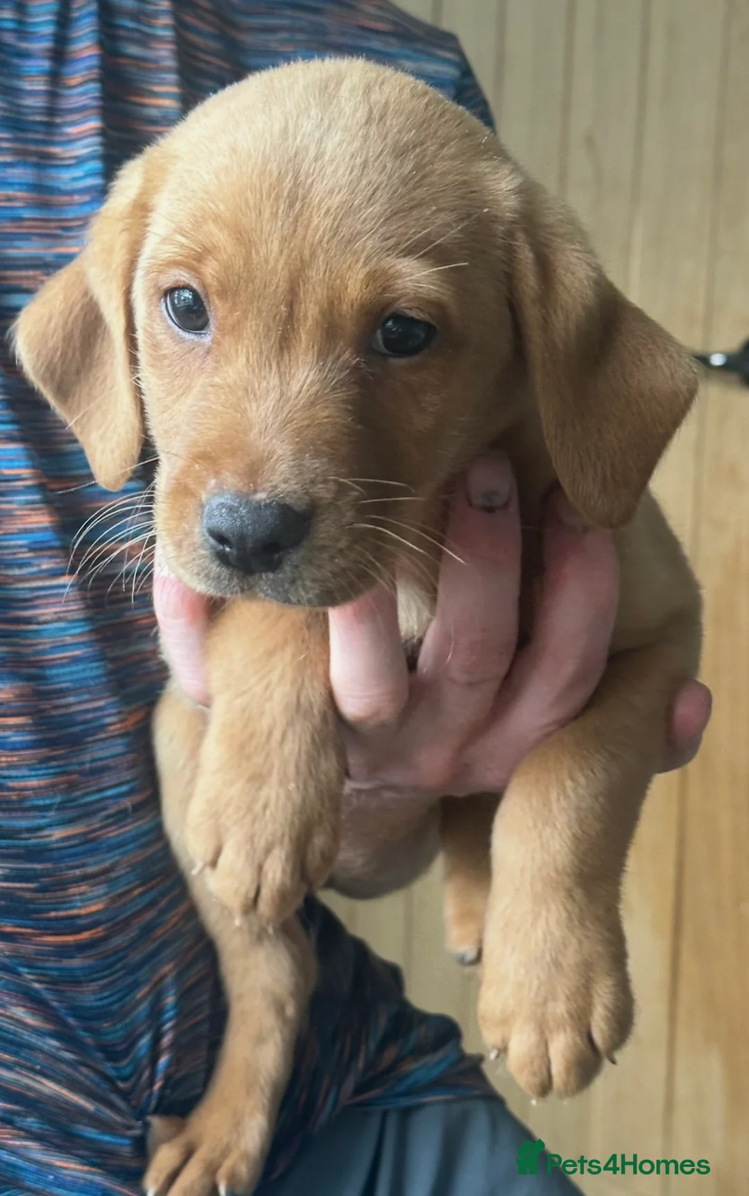Labrador Retriever dogs for sale: Labrador puppy in Sunderland - Advert 2