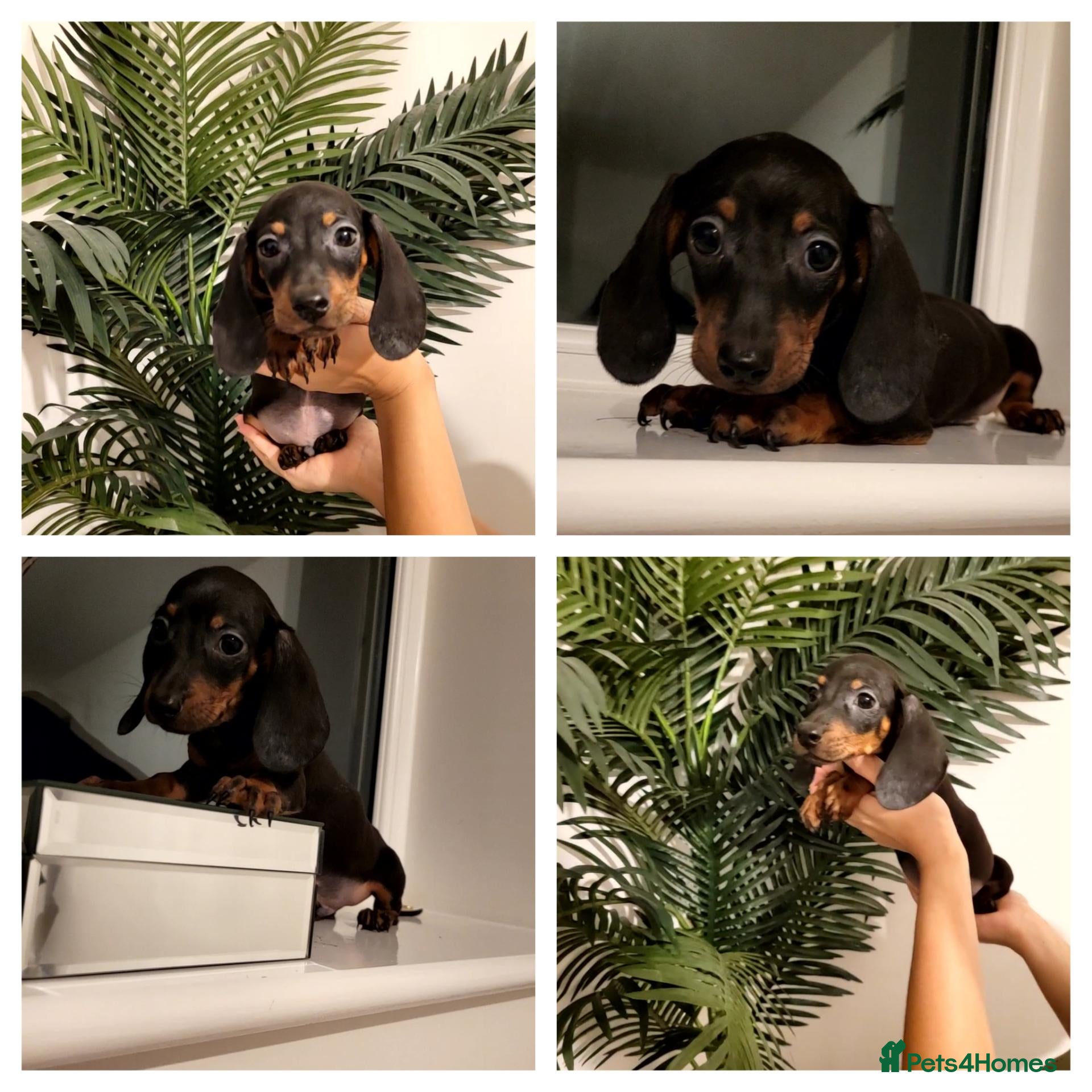 Miniature Dachshund dogs Beautiful Miniature Dachshund Puppies - Advert 1
