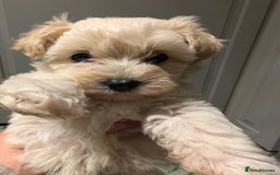 Maltipoo dogs for sale: Last Beautiful tiny female puppy available  - Image 15