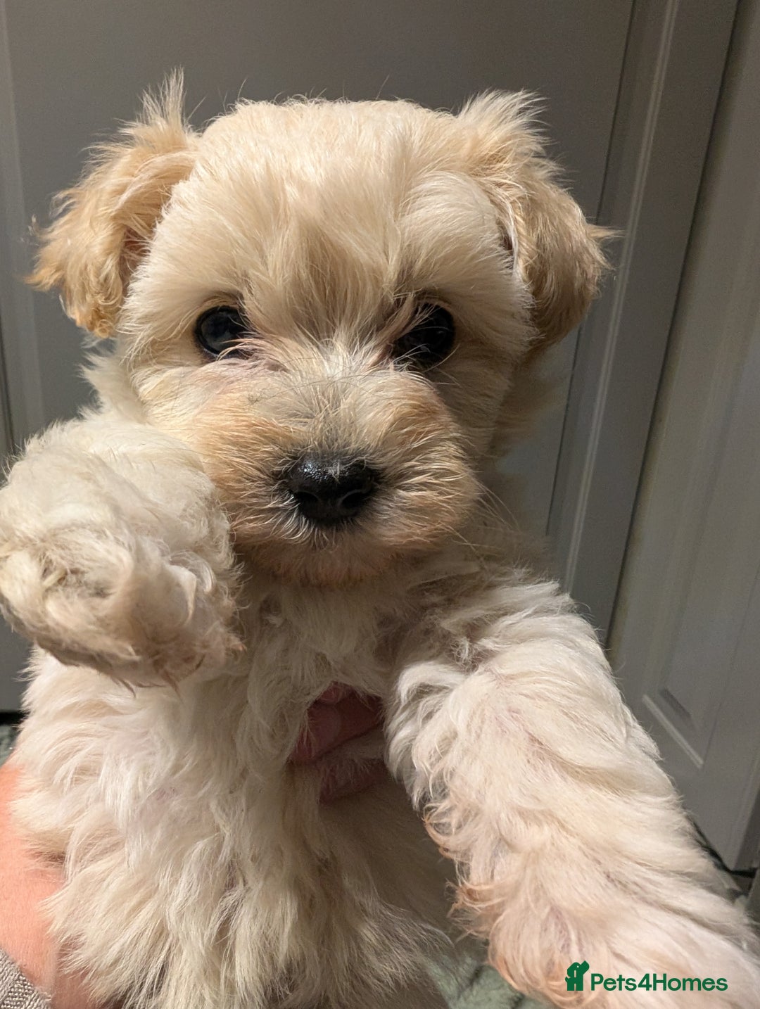 Maltipoo dogs for sale: Last Beautiful tiny female puppy available  - Image 15