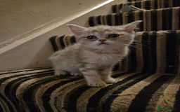 British Shorthair cats for sale: Amazing kittens ready to go 😻🥰😻 - Image 7