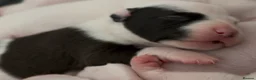 Mixed Breed dogs for sale: Beautiful American Bully x Staffy Puppies in Arundel - Advert 6