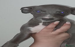 Whippet dogs for sale: Beautiful whippets  - Image 21