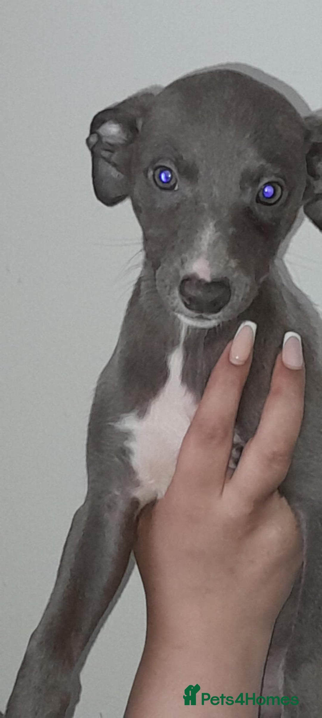 Whippet dogs for sale: Beautiful whippets  - Image 21