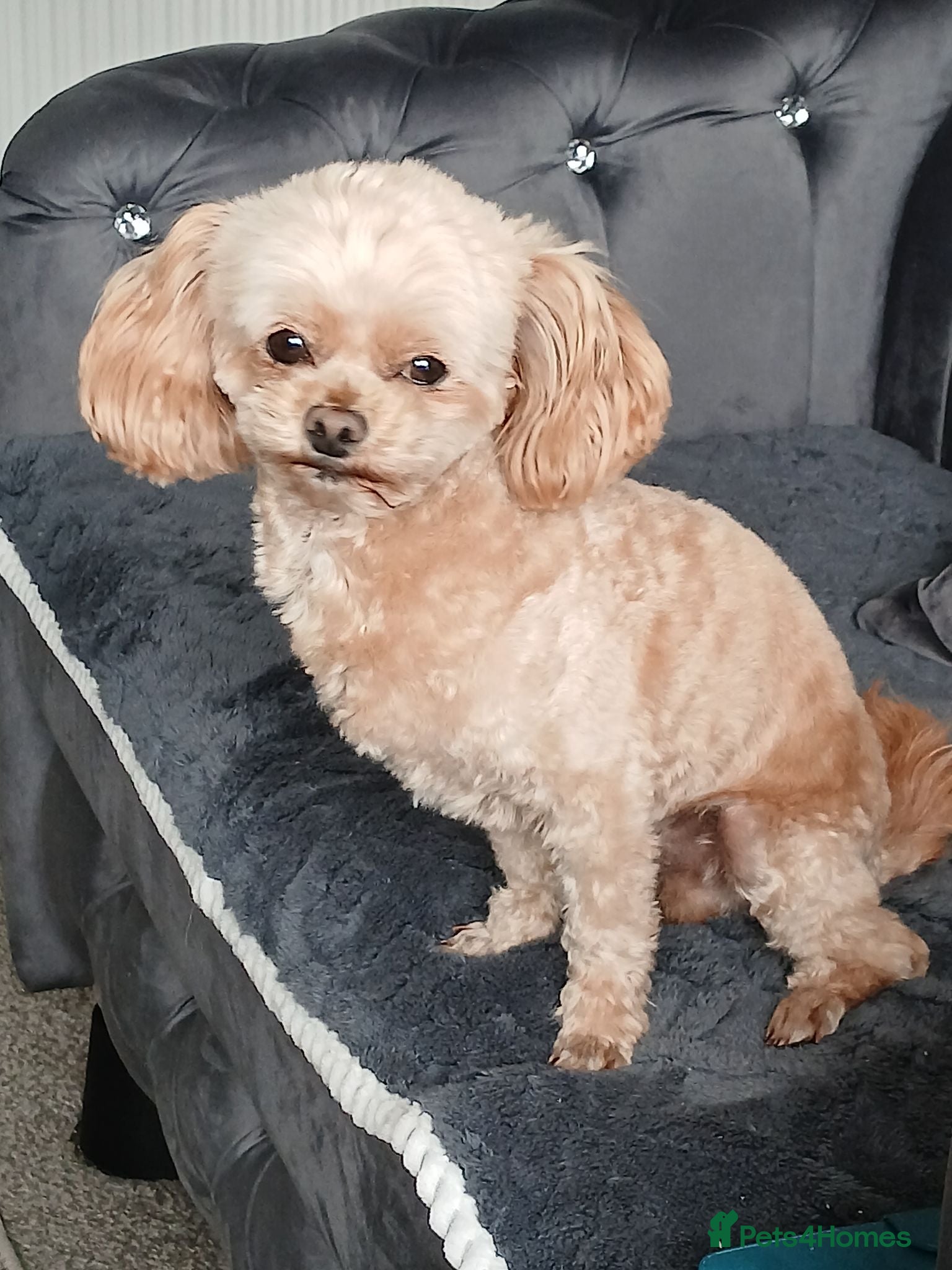 Chipoo dogs Chipoo male for rehoming. - Advert 1