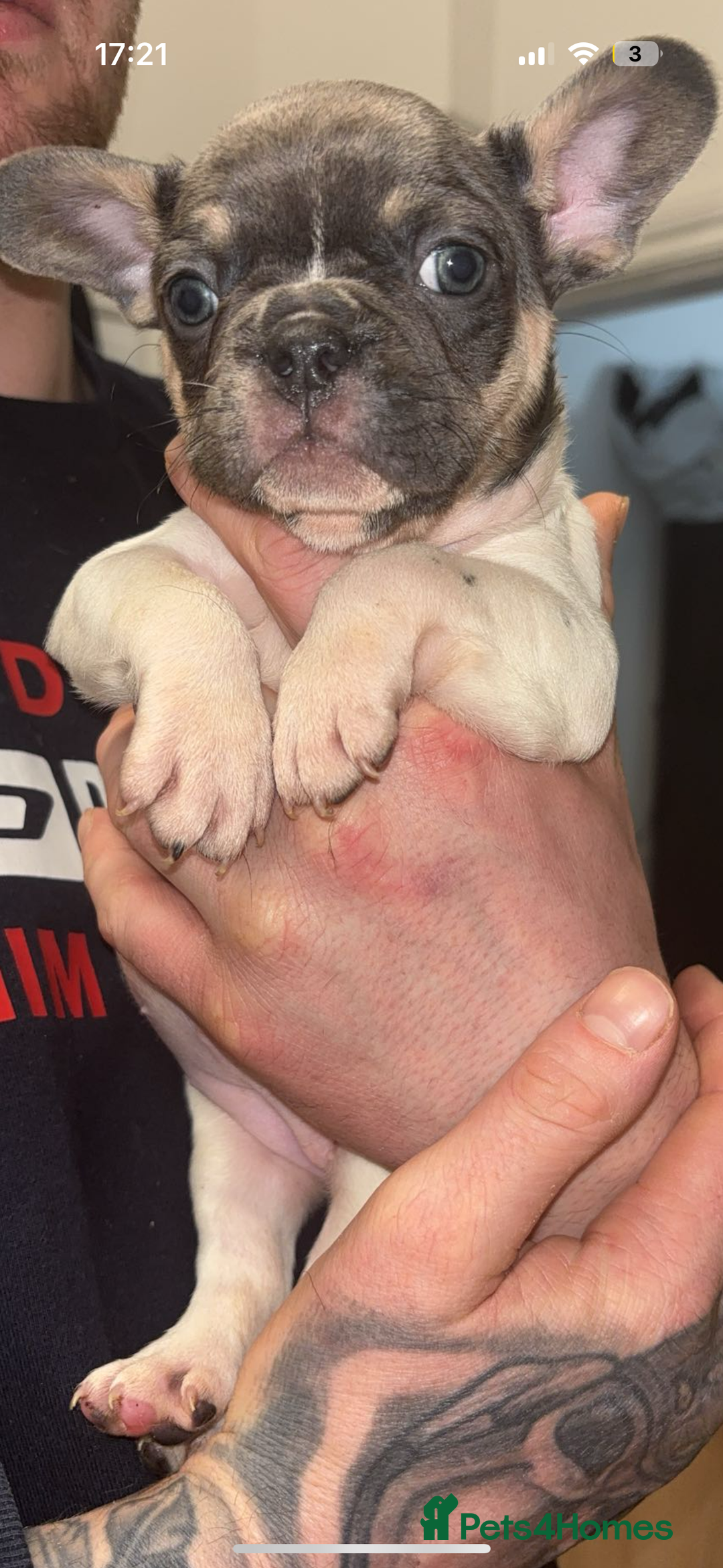 French Bulldog dogs for sale: French bulldog - Advert 2