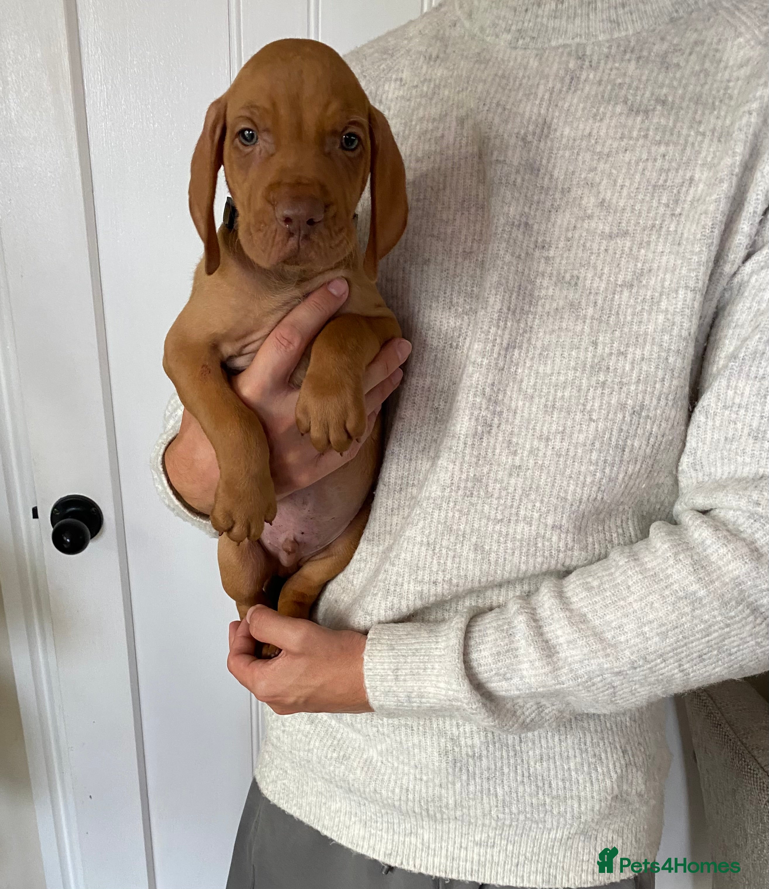 Hungarian Vizsla dogs Beautiful Hungarian Vizsla Puppies 4 Available  - Advert 2