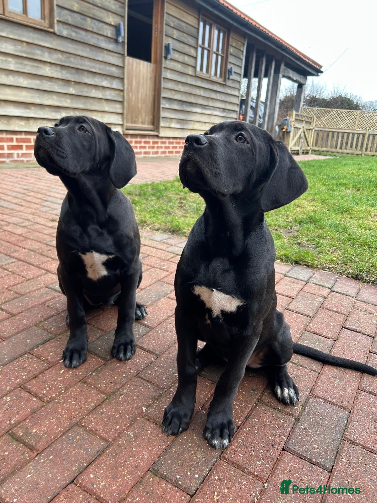 Cane Corso dogs OUTSTANDING WORKING & SHOW FEMALE PUPPIES - Advert 4