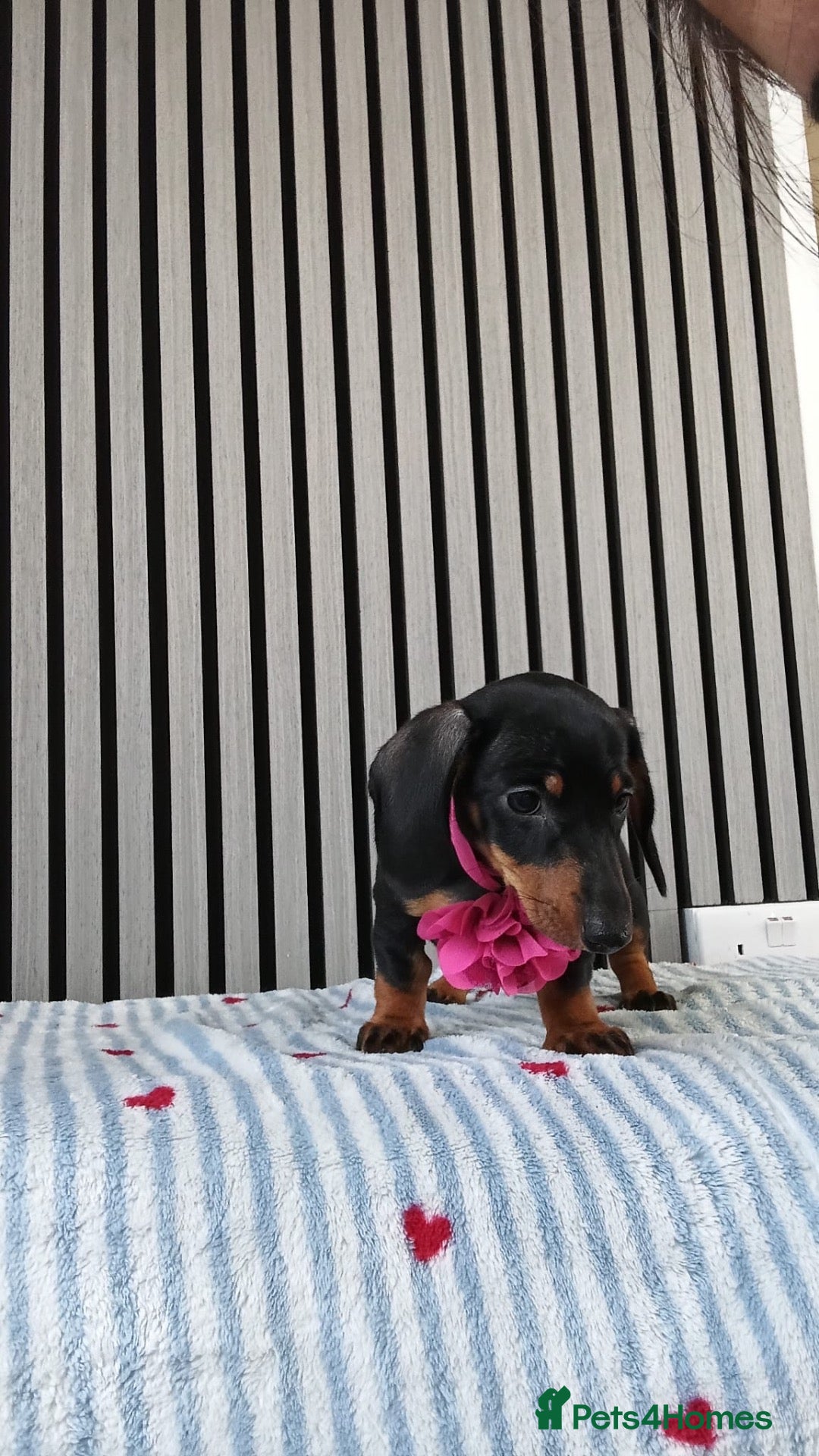 Miniature Dachshund dogs ❤️🐶Miniature dachshund pupppy ❤️🐶 - Advert 1