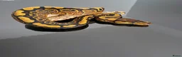 Python Snake reptiles for sale: Regius pythons/ ball pythos - Advert 7