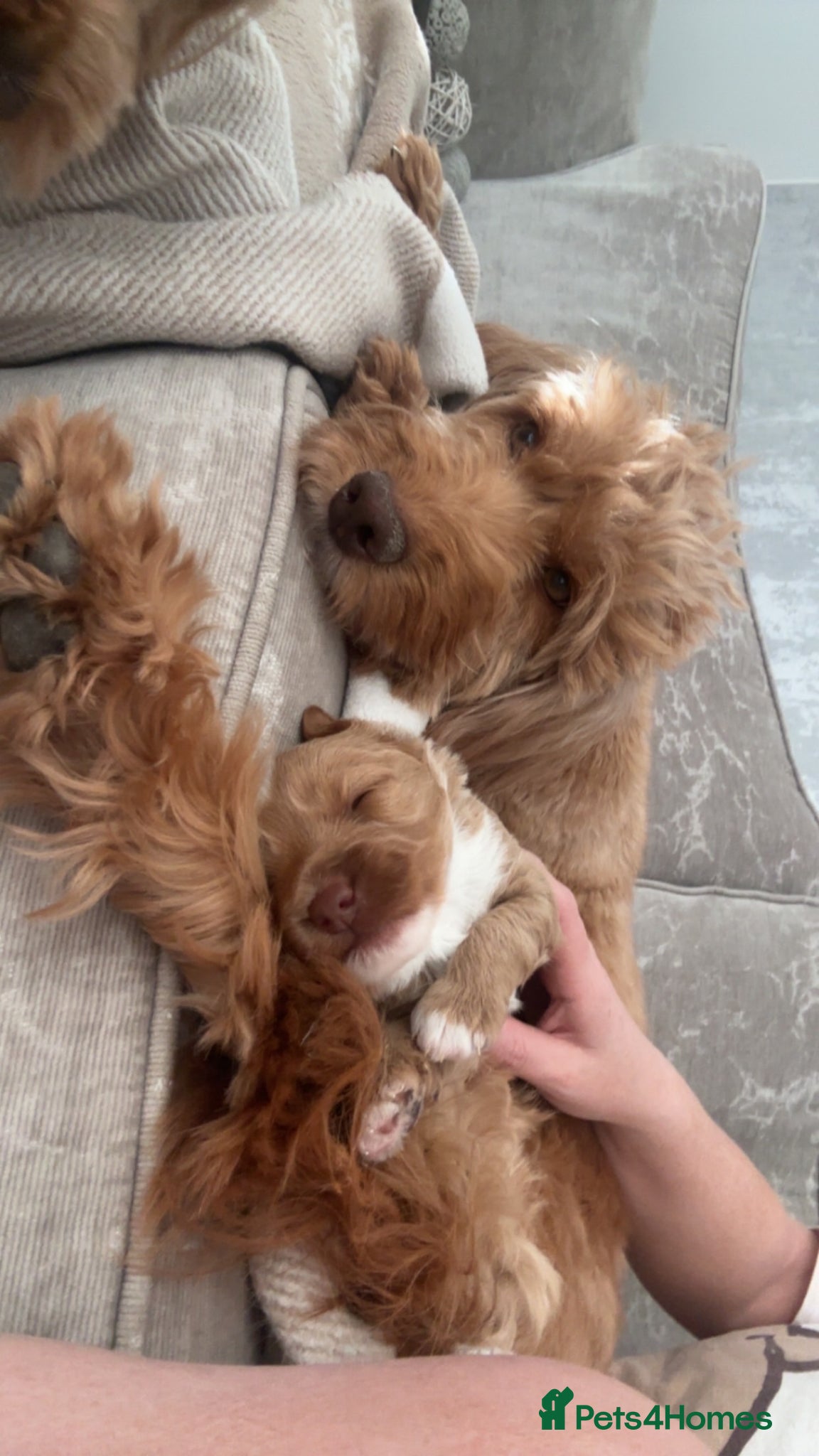 Cockapoo dogs for sale: Toy cockapoos  - Advert 2
