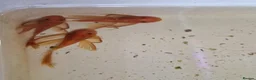 Plecos fish for sale: Longfin Supered Bristlenose Plecos  - Advert 7