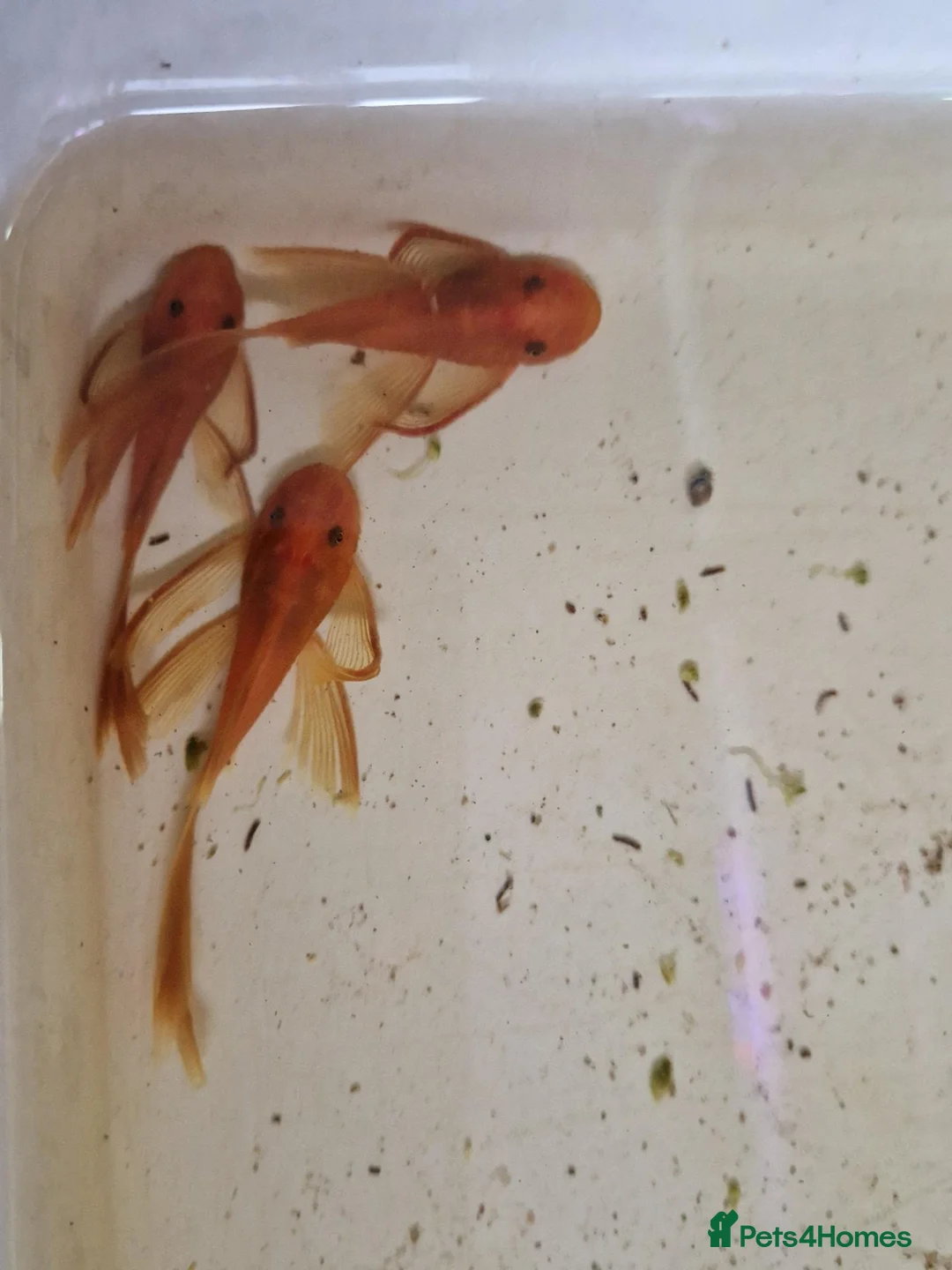 Plecos fish for sale: Longfin Supered Bristlenose Plecos  - Advert 7