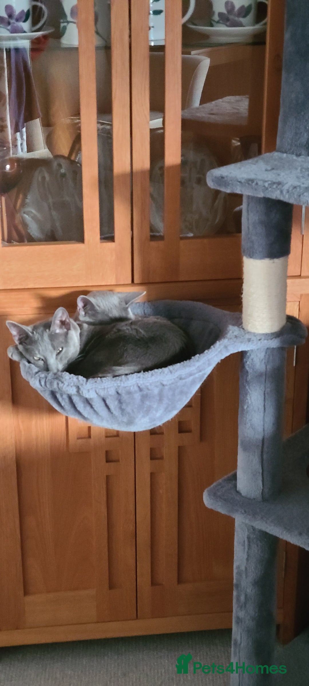 Russian Blue cats for sale: 2 close littermates, pure Russian blues + papers  - Image 3