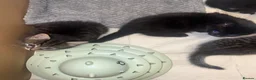 Mixed Breed cats for sale: Girl Kittens Ready for loving homes  - Advert 10