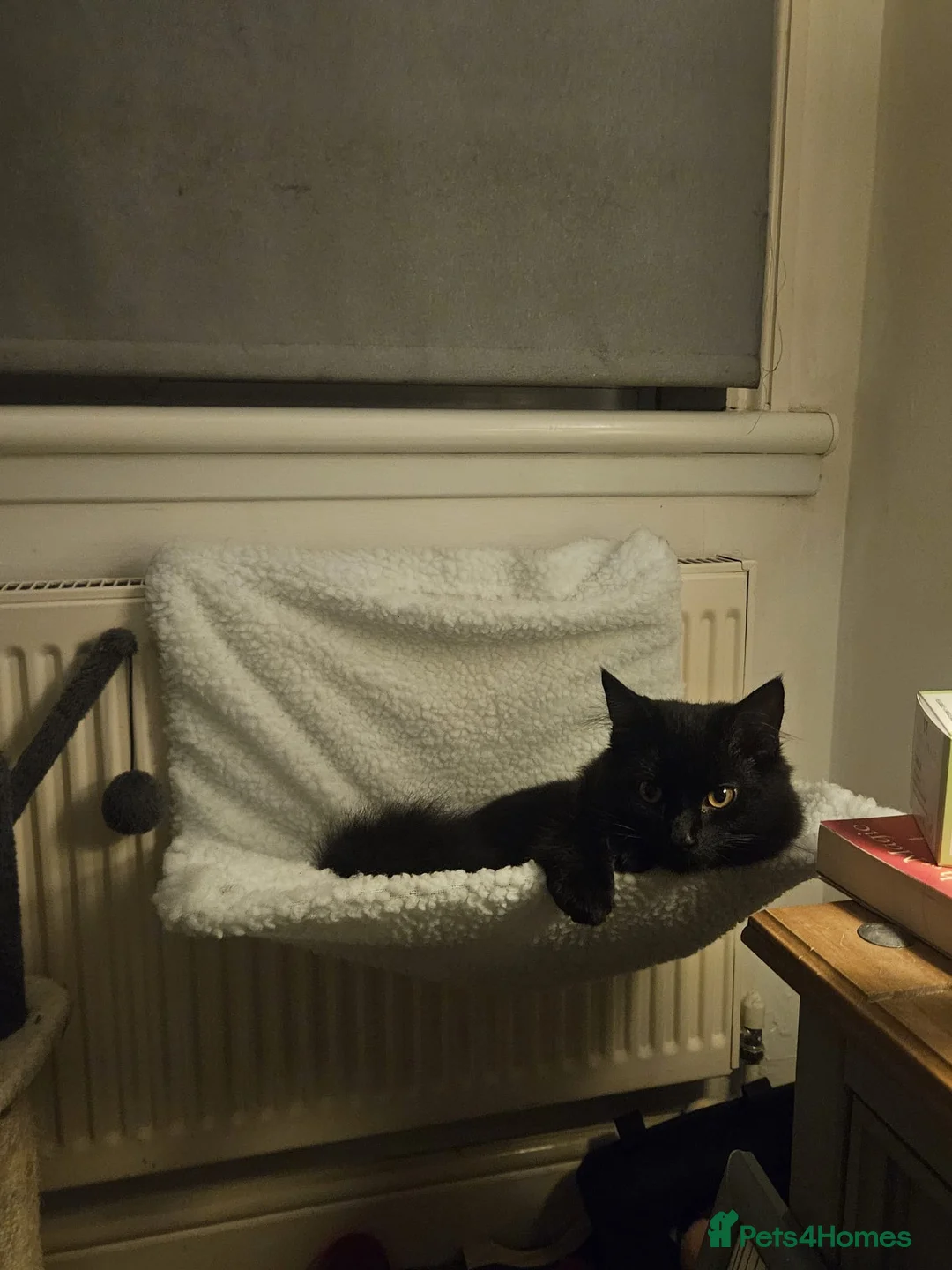 Mixed Breed cats for sale: Milo  - Advert 2