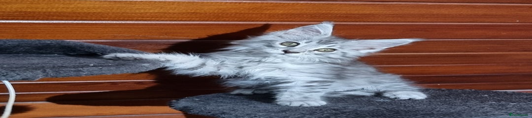 Maine Coon Kitten 1