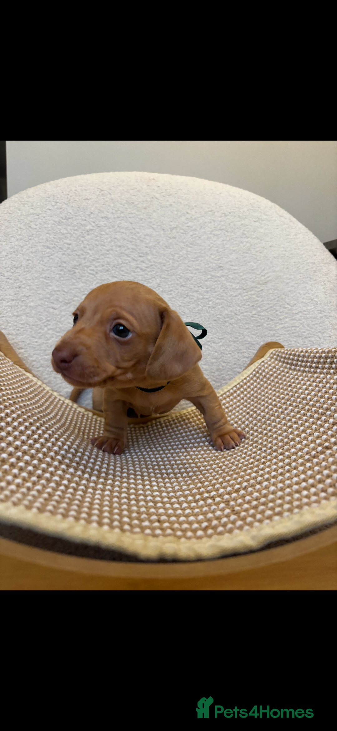 Miniature Dachshund dogs for sale: Mini baby dachshunds  - Advert 6
