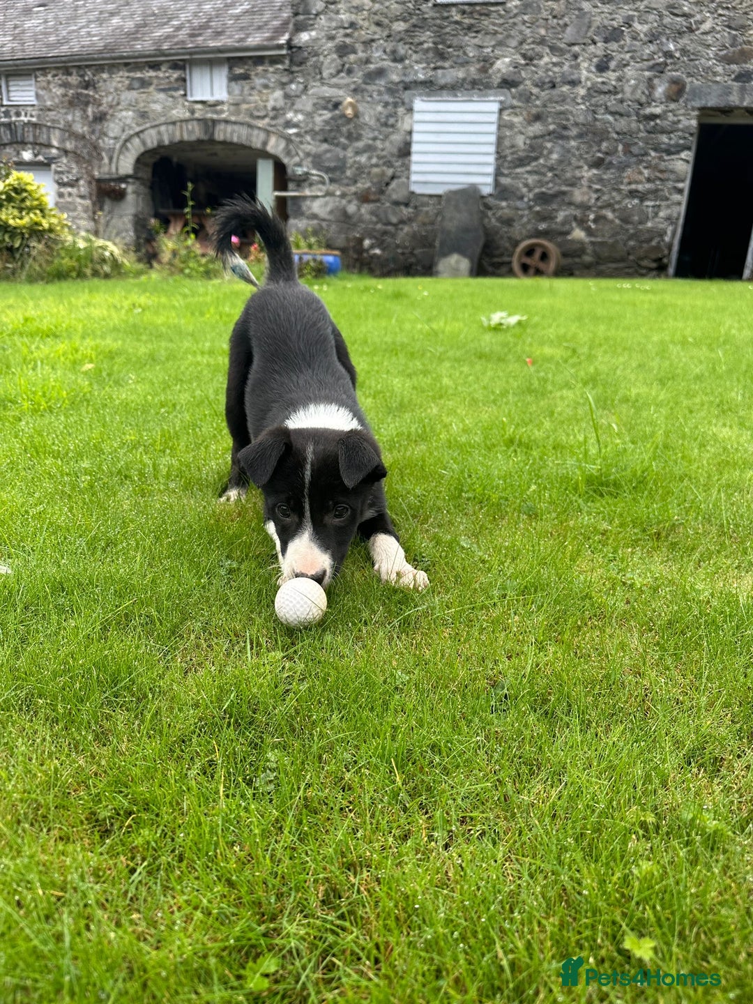 Border Collie dogs for sale: Border collie pups 🐶  - Image 3