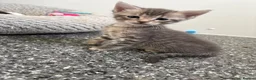 Mixed Breed cats for sale: 6 Hand-Reared Kittens Looking for Loving Homes - Advert 5
