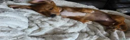 Miniature Dachshund dogs for sale: Miniature Dachshund girl - Advert 1