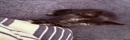 Domestic Shorthair cats for sale: Tortie Kitten For Sale - Advert 4