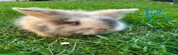 Lionhead rabbits for sale: Lionhead Rabbits for sale  - Advert 10