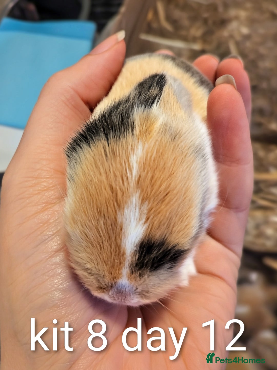 Mini Lop rabbits for sale: Pure bred mini lop babies (indoor only homes) - Advert 9